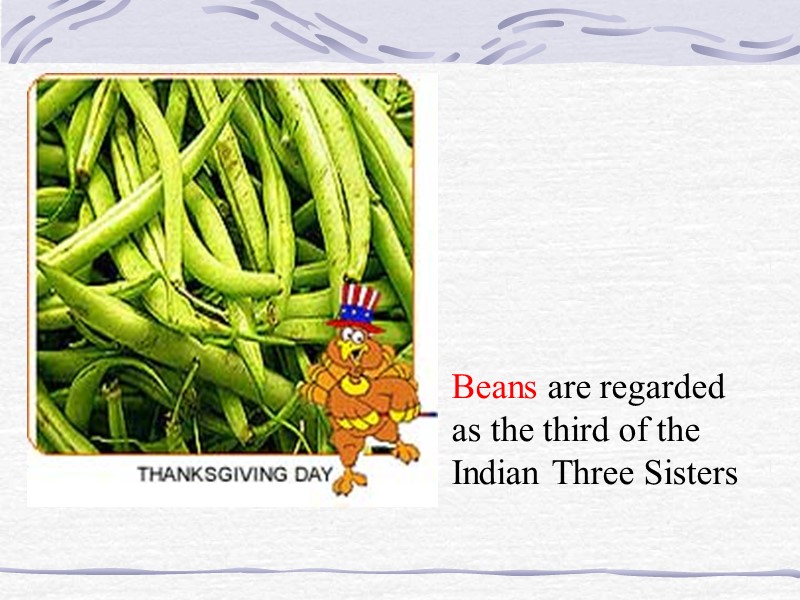 Beans are regarded as the third of the Indian Three Sisters